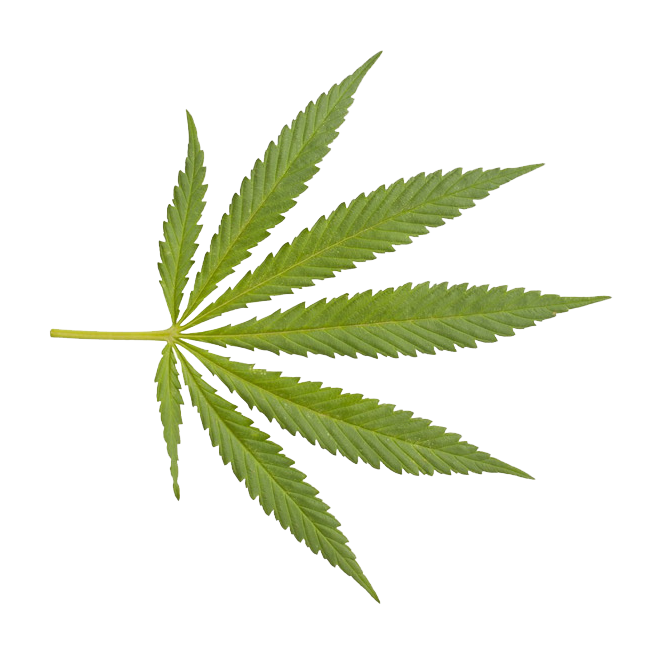 Marijuana closeup weed png